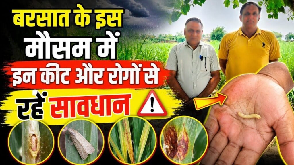 Sugarcane 2026